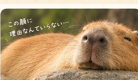 寝そべるカピバラの顔