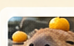 カピバラと温泉